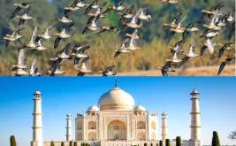 Taj Mahal with Bharatour Tour